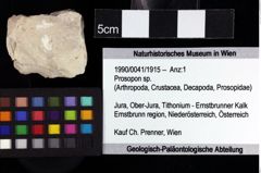 Foto (Objket + Etiketten) von Cracensigillatus acutirostris (Moericke, 1889) 